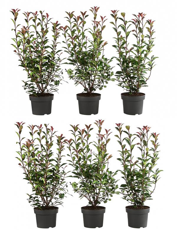 2 Meter Purpur-Glanzmispel 'Carre Rouge', 6 x