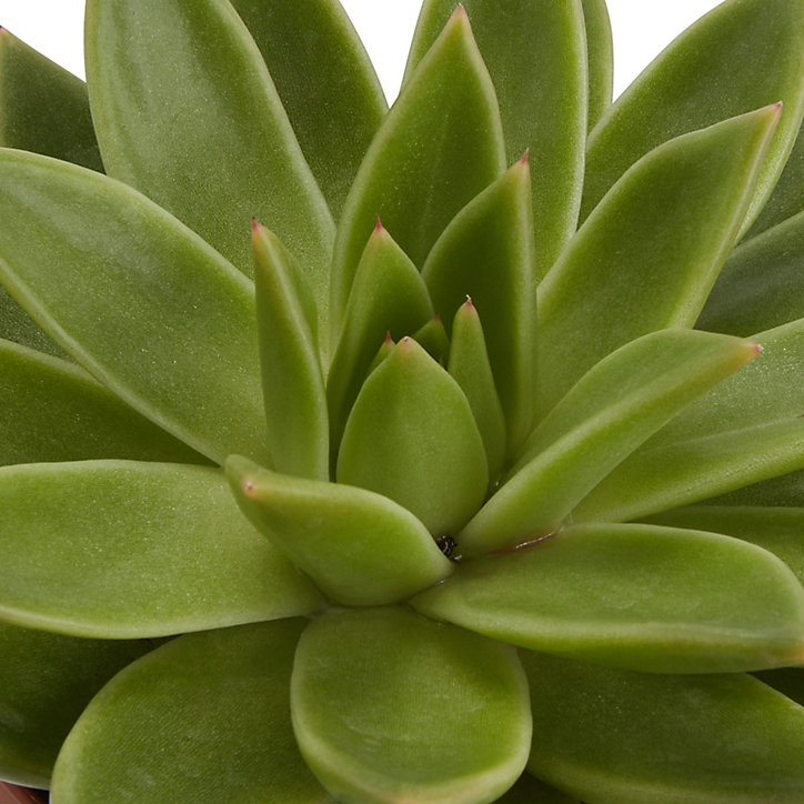 Succulente « Rouge à lèvres » 12cm