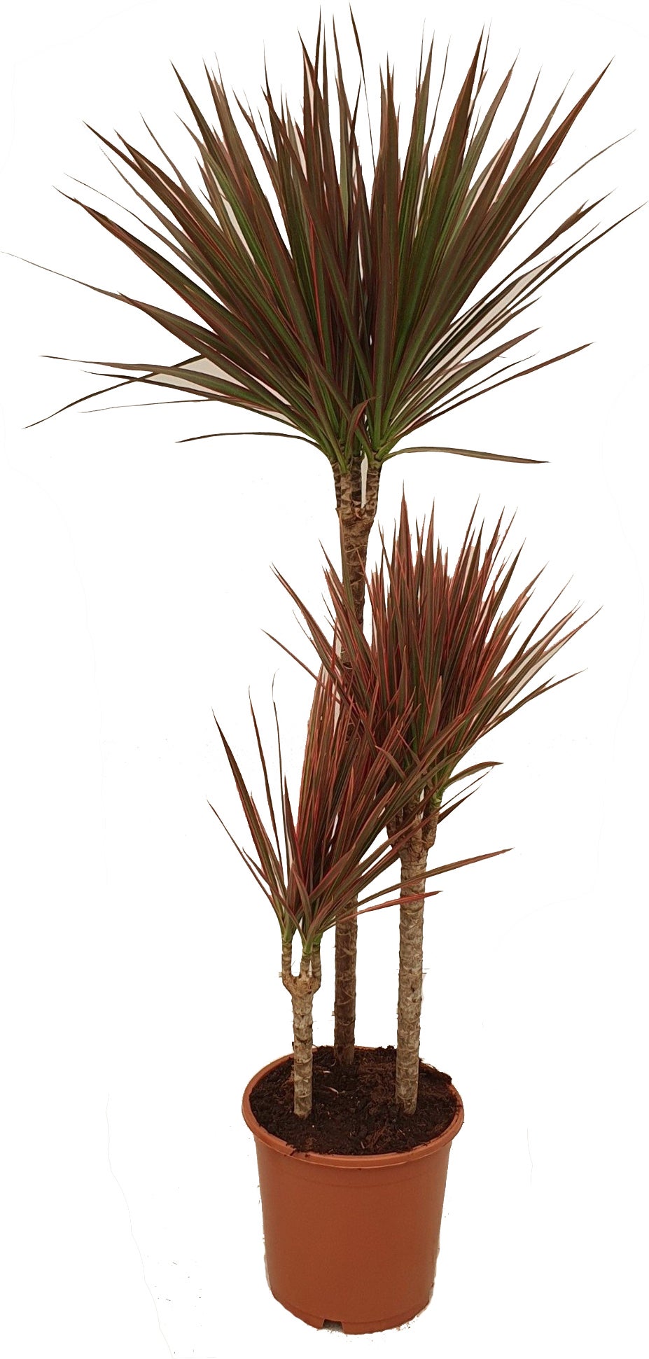 Drakenbloedboom (Dracaena marginata 'Colorama') D 21 H 110 cm