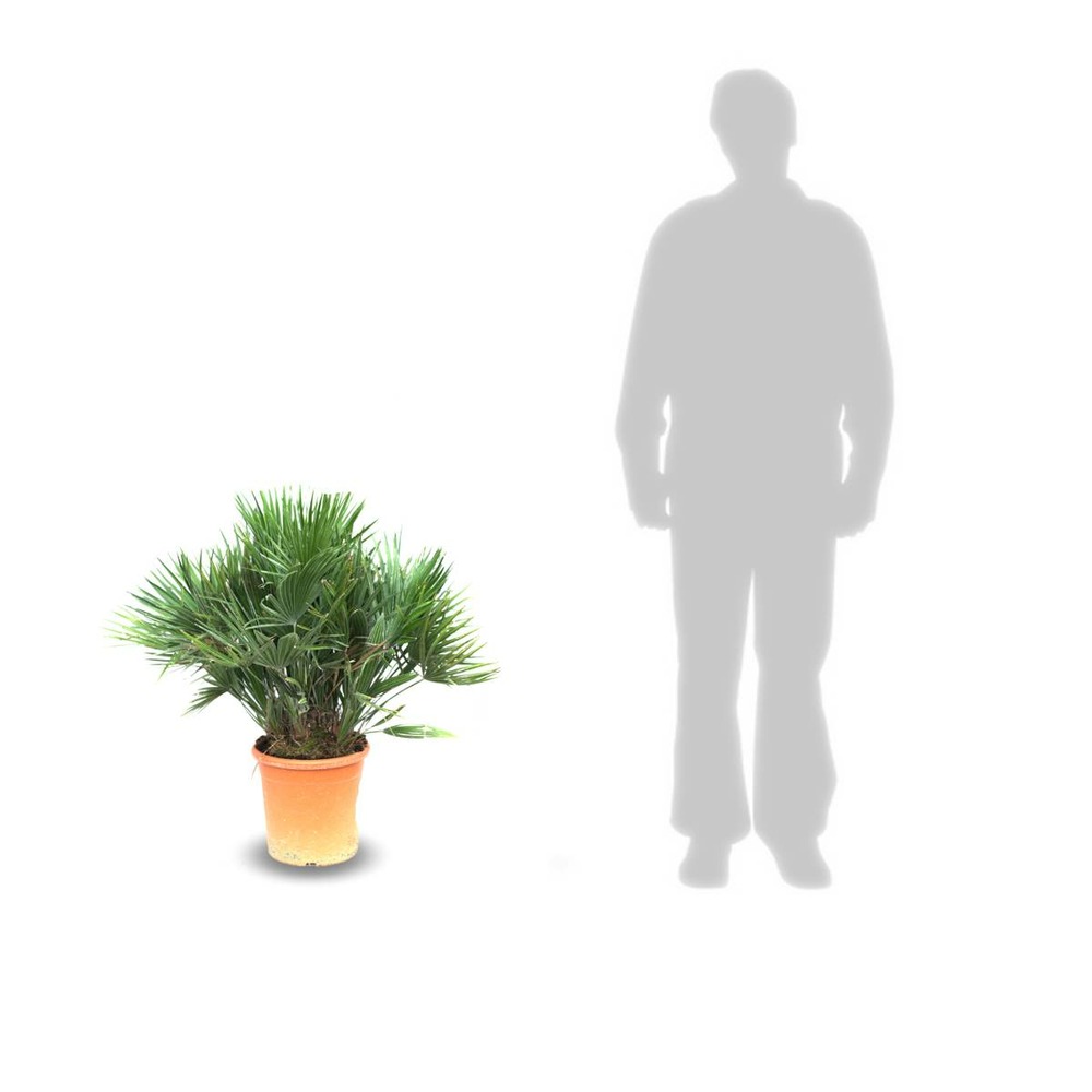 Palmier nain humilis vulcano/chamaerops humilis vulcano[-]pot de 15l