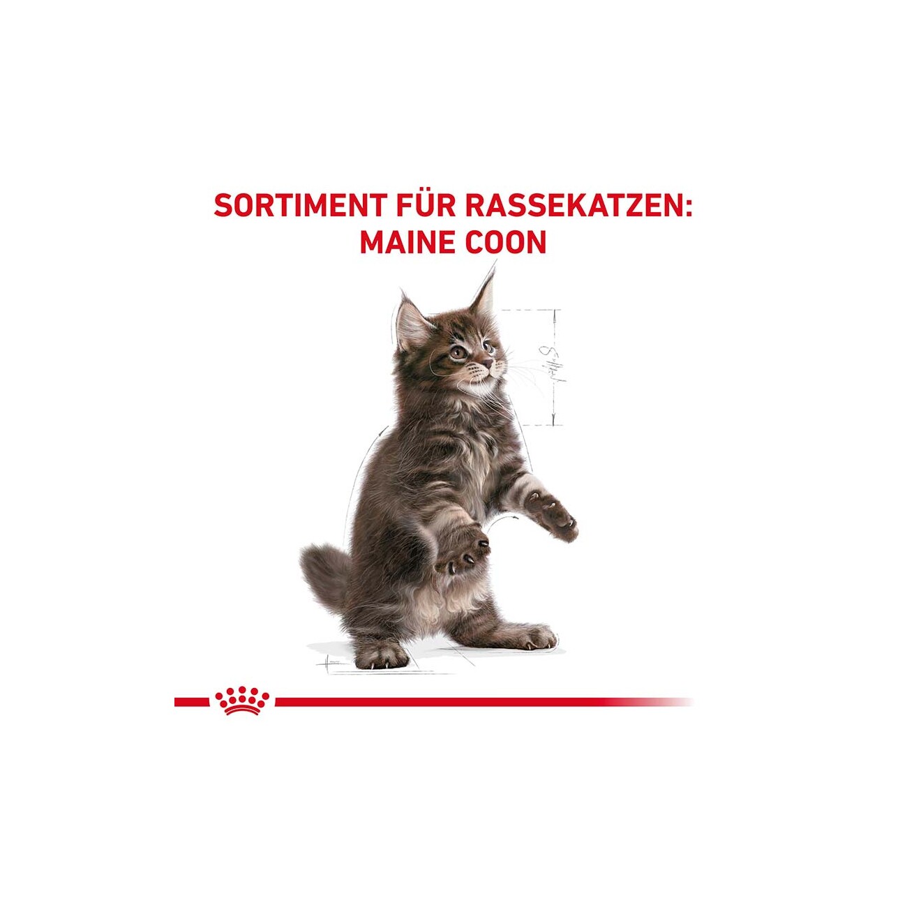 ROYAL CANIN Maine Coon Kitten 4 kg
