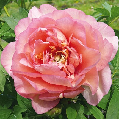 Pfingstrose 'Callies Memory'