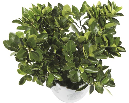 Orange FloraSelf Citrus calamondin H 20-30 cm Ø 15 cm pot