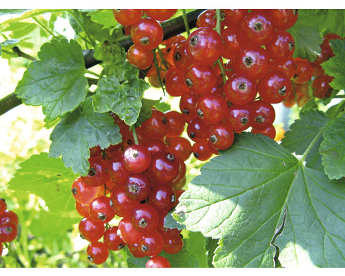 Biologische Rode Bes FloraSelf Organic Ribes rubrum 'Jonkheer van Tets' H ca. 40 cm Co 3 L