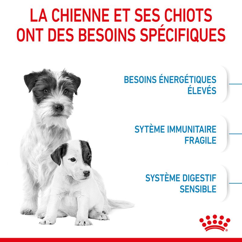 Royal Canin Mini Starter Mother & Babydog à prix discount sur bitiba.fr