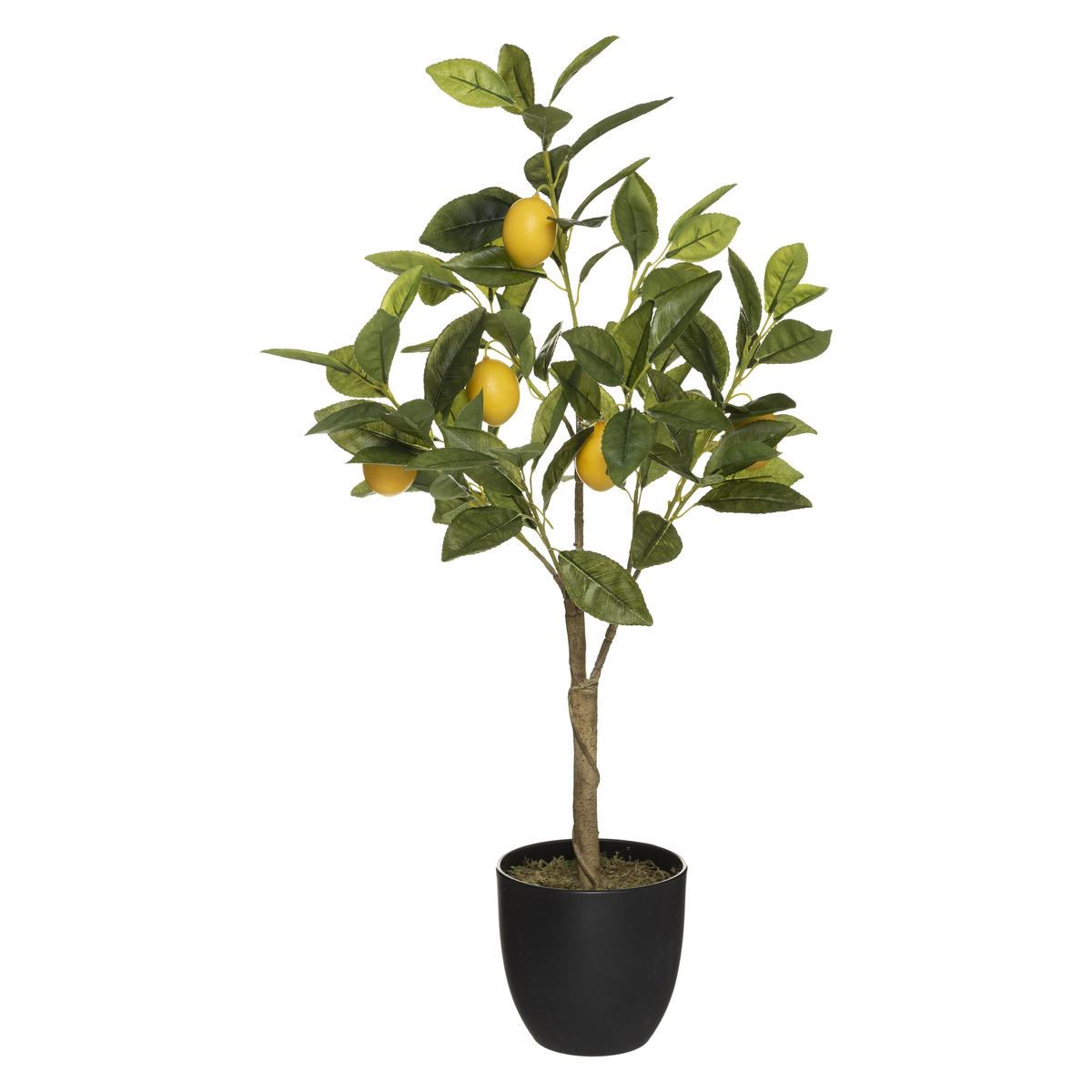 CITRONNIER EN POT CERZA H.70CM