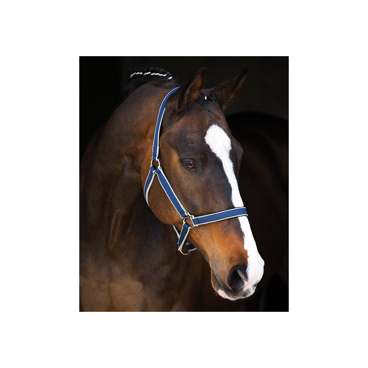 Horseware Halfter AMIGO Headcollar  - navy/silver - Pony
