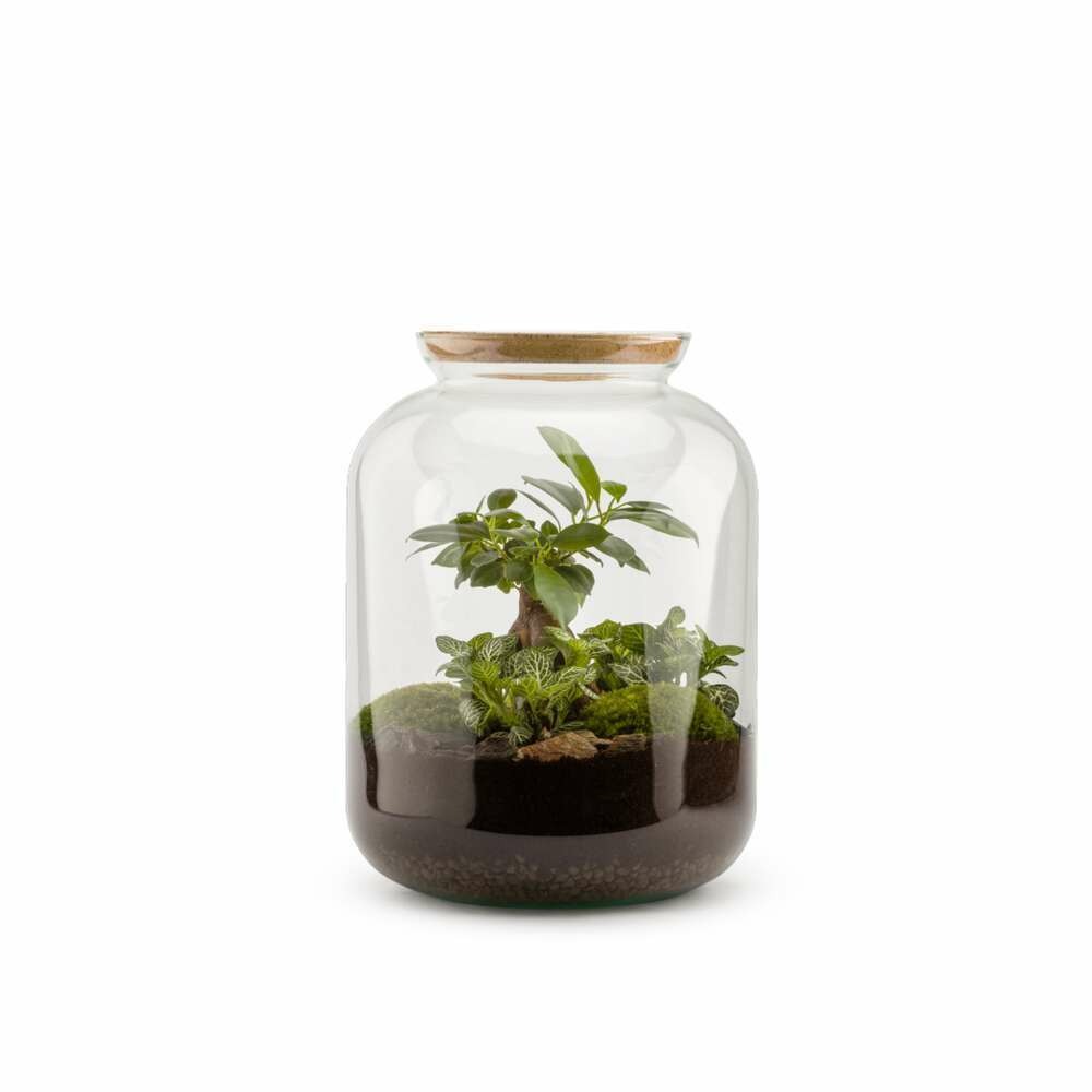 Terra kit - bonbonne s ginseng