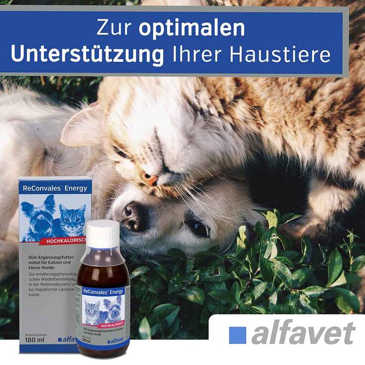 Reconvales Energy Diät-Erg.Futterm.für kl.Hund / Katze, 180 ml