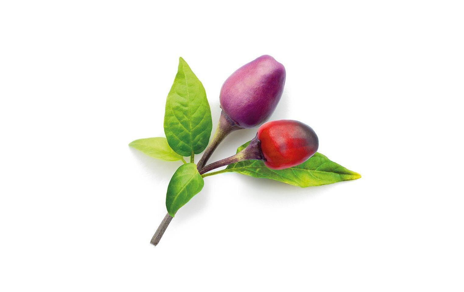Samen Lila Chilli Nachfüllpackung 3er-SetNachfüllpackung zum Smart Herb Garden