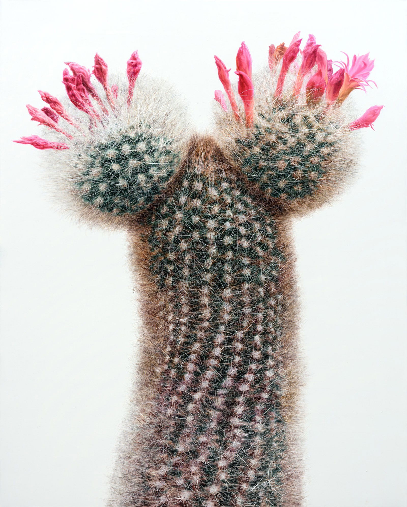 Cactus No. 94 by Kwangho Lee - Limited Edition. Edition of: 100. Signed.