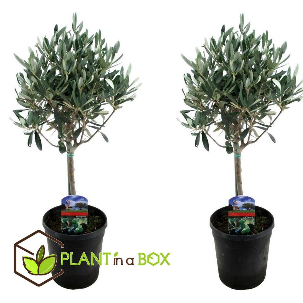 Olea europaea - set de 2 - olivier sur tige - pot 14cm - hauteur 45-55cm
