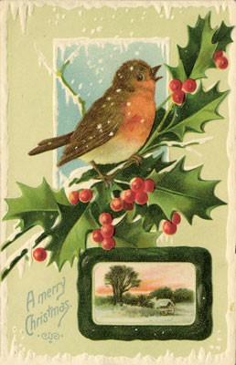 The Robin: A Biography - The Bird Biography Series (Hardback)