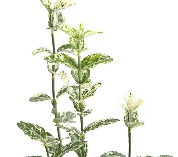 Kriech-Spindelstrauch 'Harlequin'
