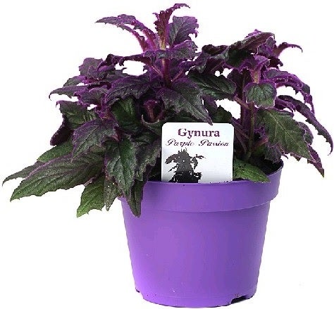 Fluweelplant (Gynura aurantiaca) D 12 H 20 cm