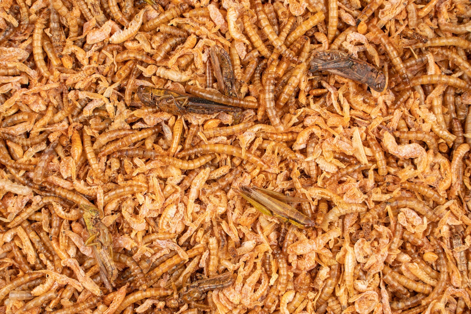 Deli Nature kippenvoer ChiX insectenmix 180 g