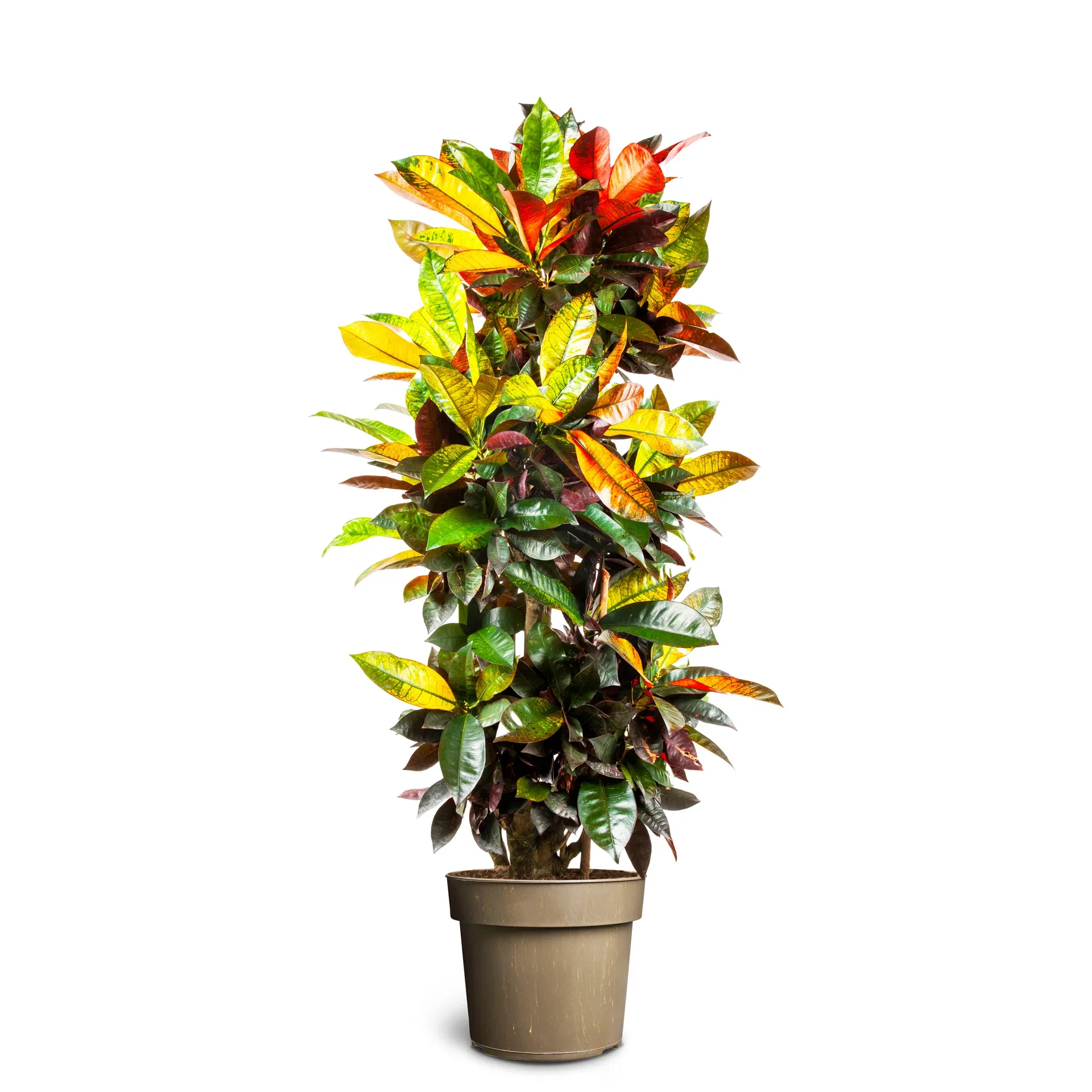 Codiaeum 'Iceton' Kroton 'Iceton' Høyde 120-140 cm
