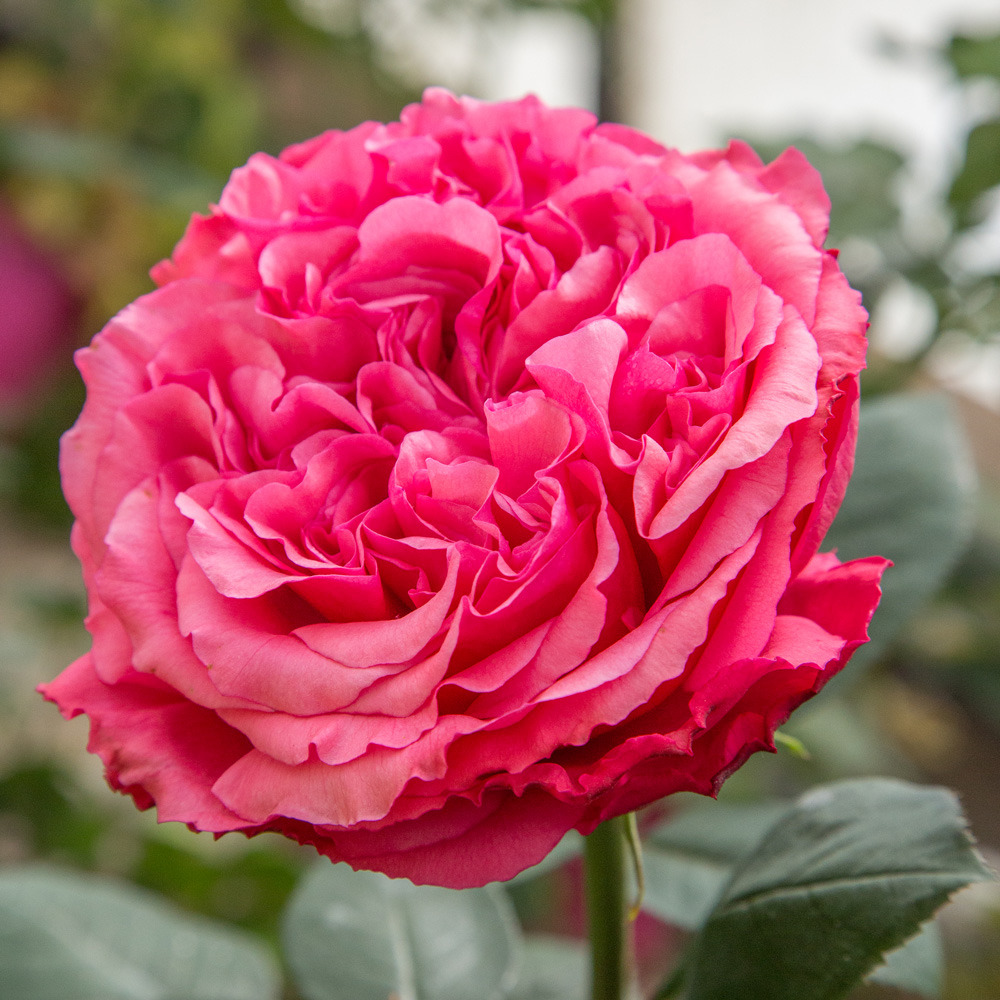 Rosier audrey fleurot ® meicatess sans motte