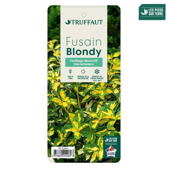 Euonymus 'Blondy®' pot 3L