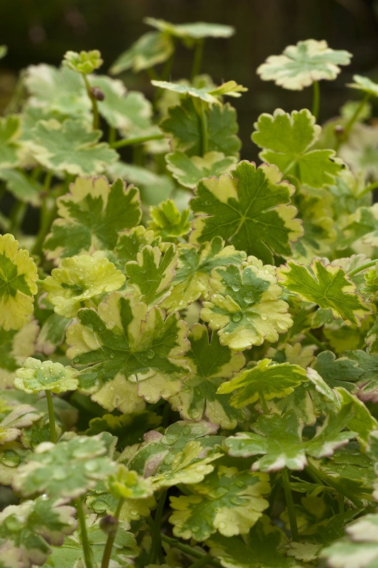 Bonte Waternavel (Hydrocotyle sibthorpioides 'Variegata') D 18 H 30 cm