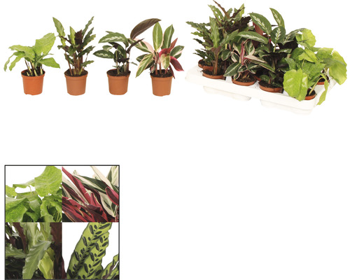 Calathea cultivars (FloraSelf) H 15-25 cm Ø 7 cm pot, willekeurige variëteitselectie