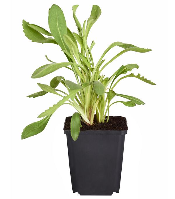 Bio Kokardenblume 'Kobold'