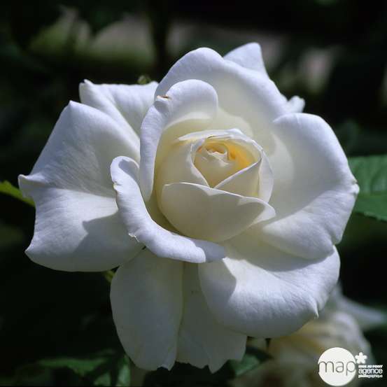 Rosier buisson 'Annapurna®' (Dorblan) : pot de 5 litres