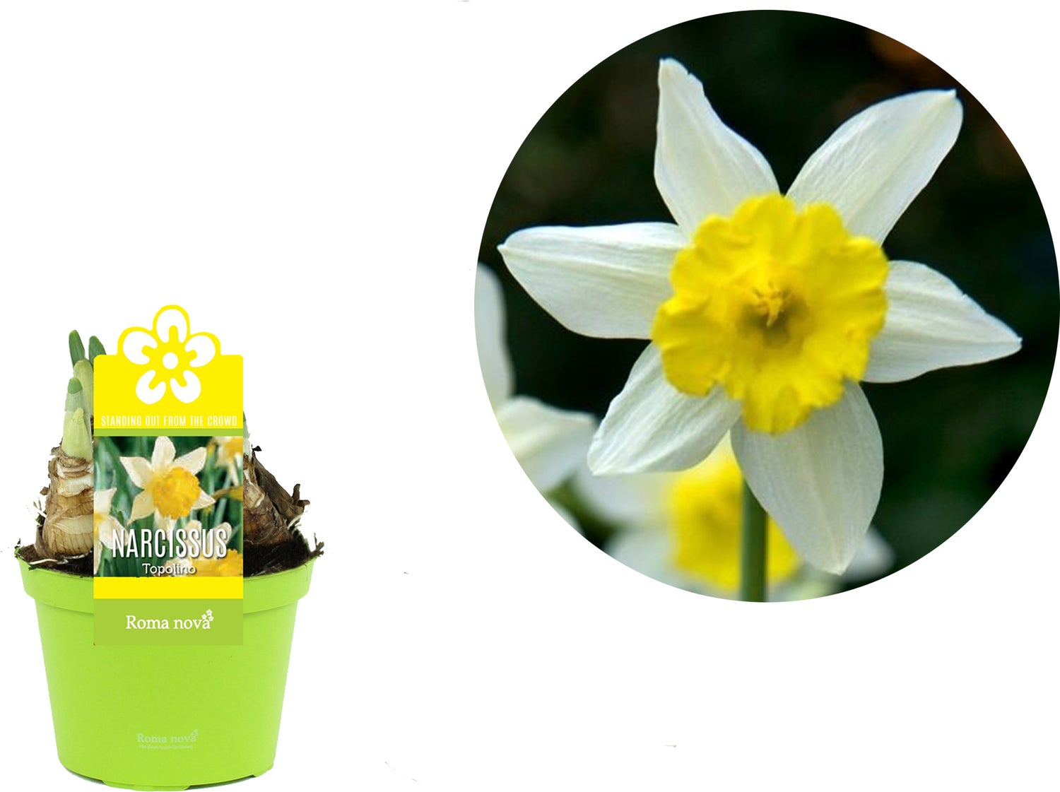 Narcis (Narcissus 'Topolino') D 12 H 12 cm