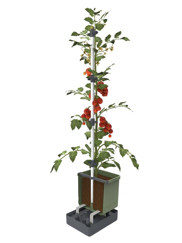 Tomaten Starter-Set für Balkon und Garten