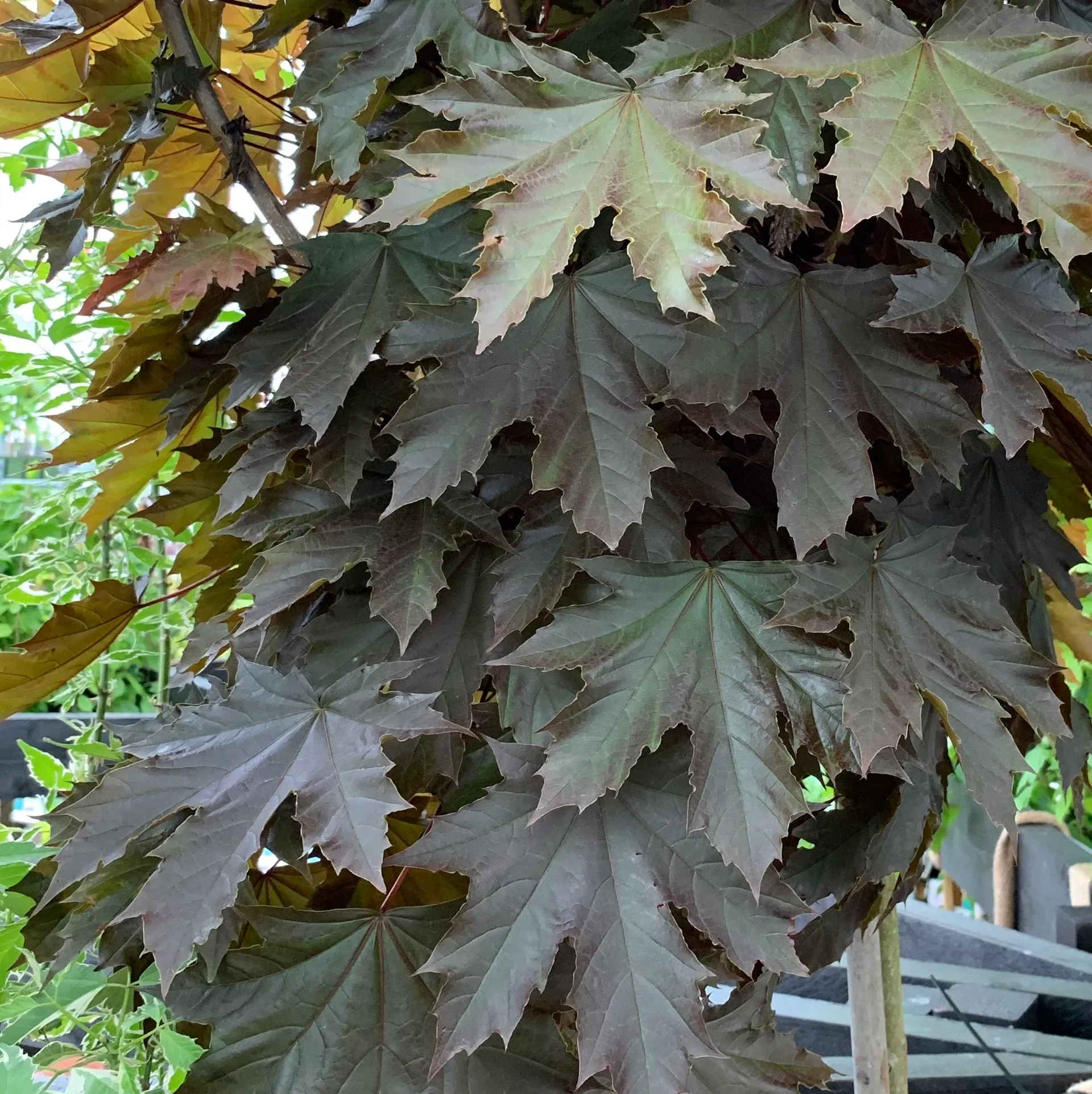 Acer platanoides 'Crimson Sentry' Spisslønn 'Crimson Sentry', oppstammet Høyde 180 cm