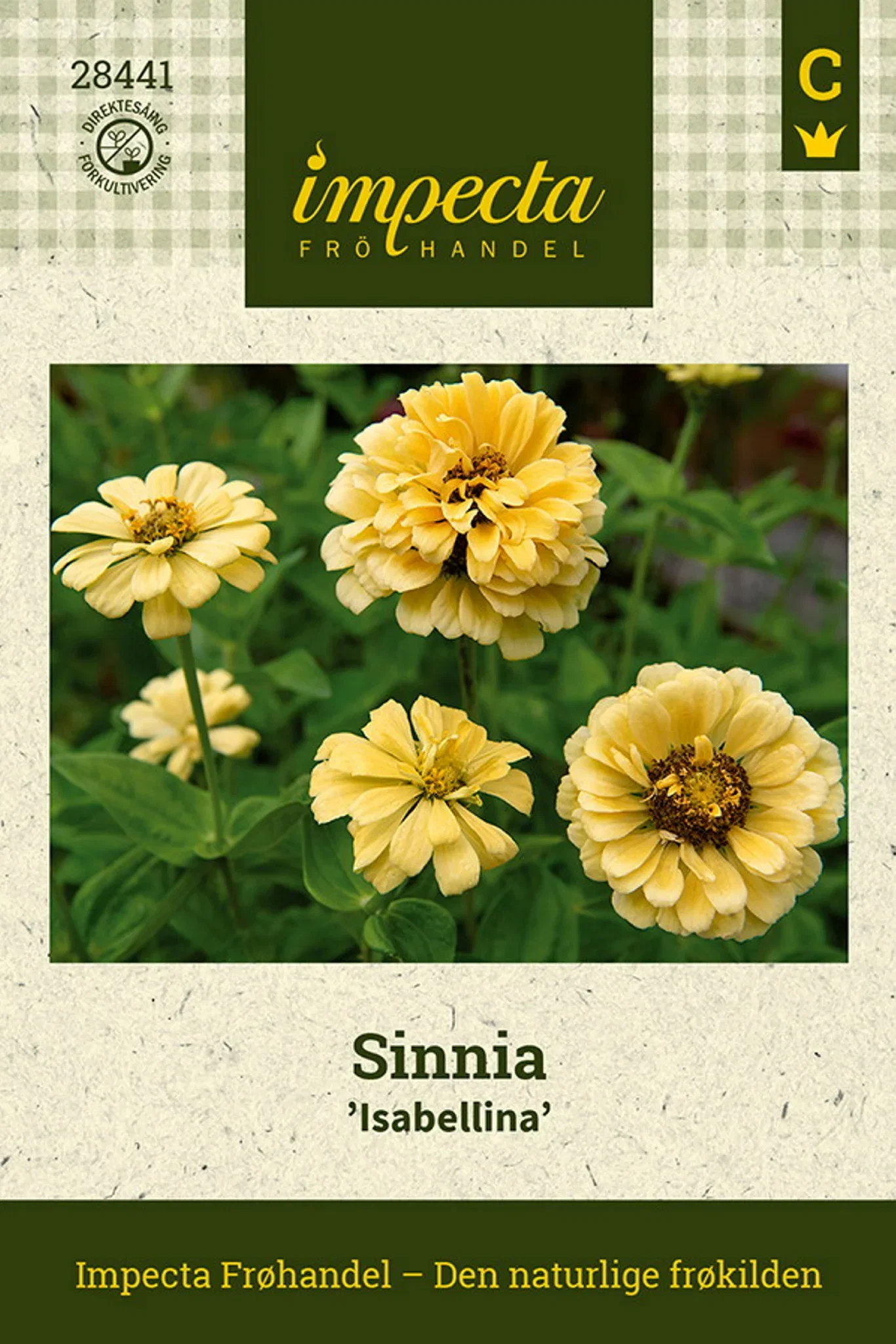 Zinnia elegans 'Isabellina' Sinnia 'Isabellina'