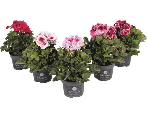 Edele geranium Pelargonium grandiflora Ø 12 cm pot