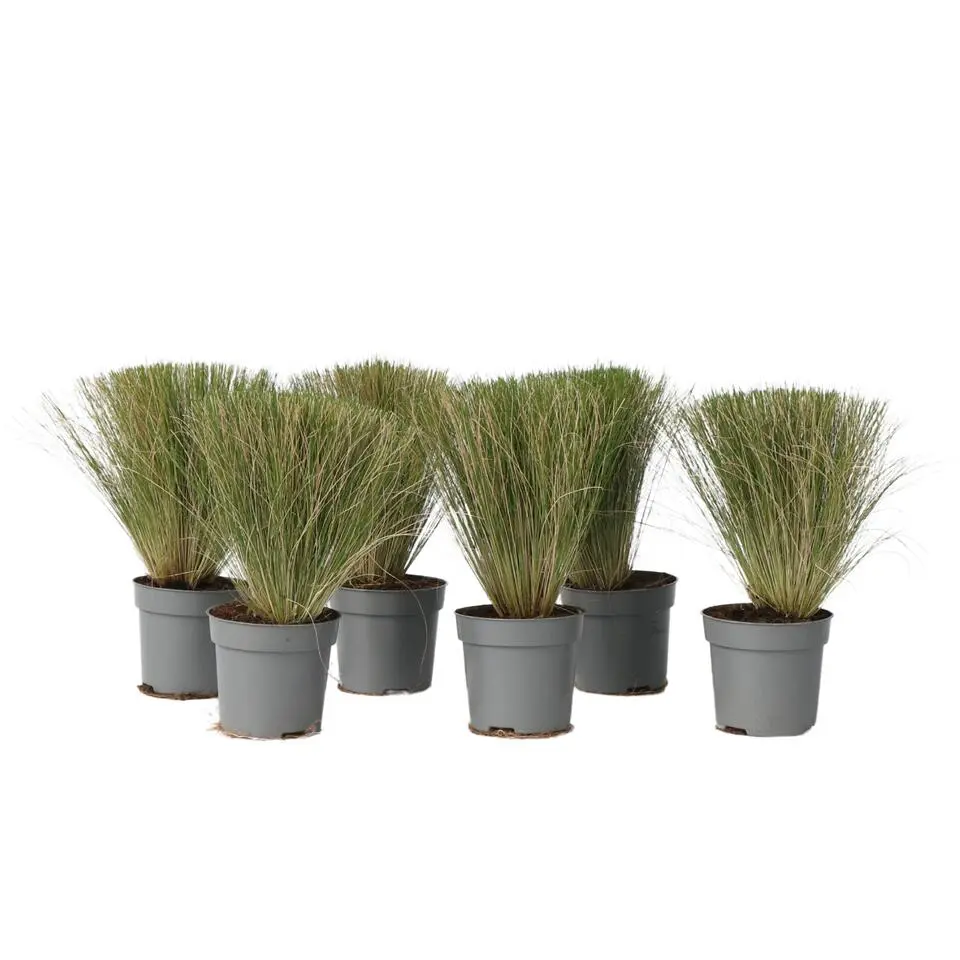 Vedergras - Set van 6 - Stipa tenuifolia 'Pony Tails' - Hoogte 20-30cm - ⌀9cm