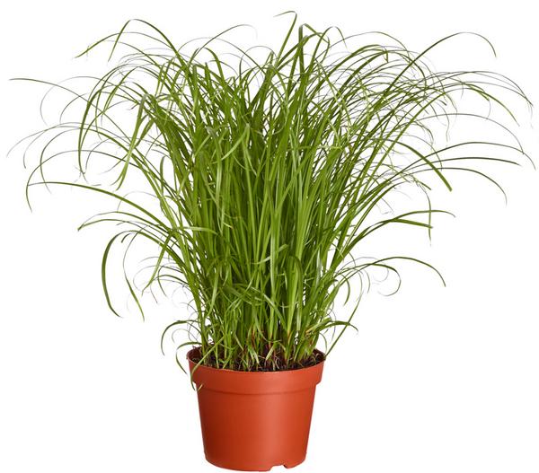 Dehner Lieblinge Katzengras - Cyperus zumula