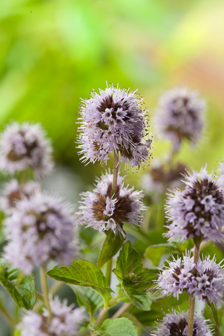 Watermunt (Mentha aquatica) D 9 H 20 cm