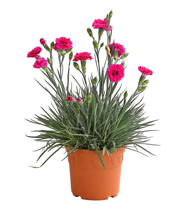 Garten-Nelke 'Devon Cottage', verschiedene