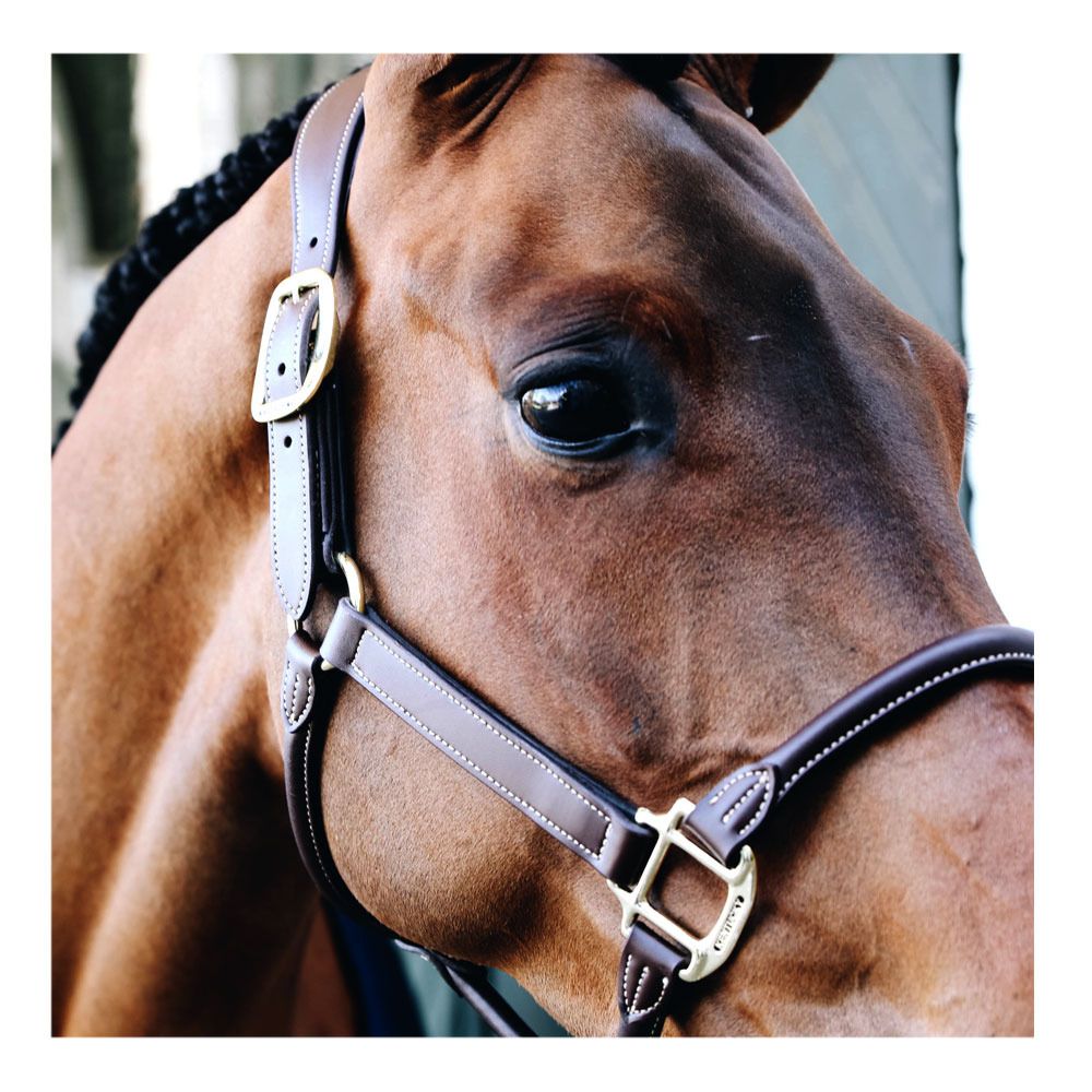 Kentucky ANATOMIQUE CUIR - Licol marron
