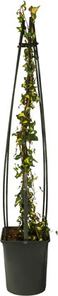 Klimop (Hedera helix 'Goldheart') D 23 H 117 cm