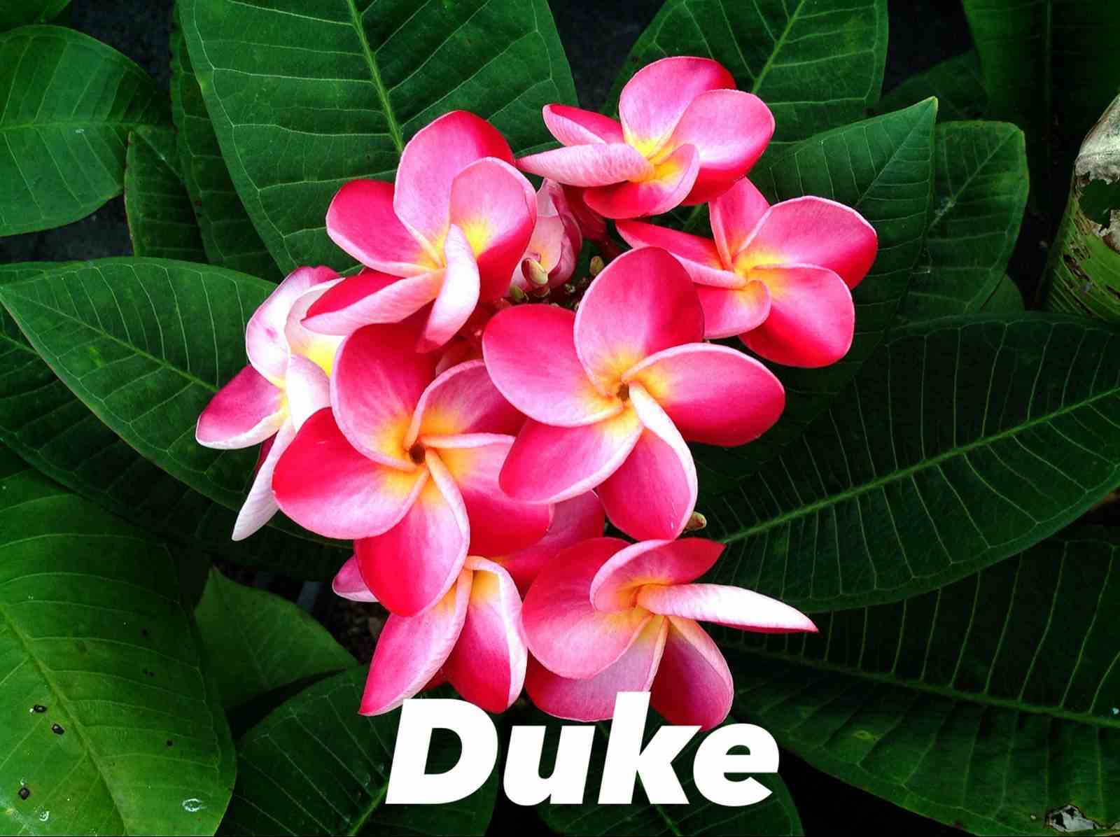 Plumeria rubra 