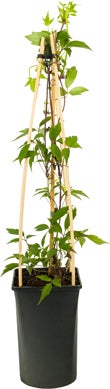 Bosrank (Clematis montana 'Fragrant Spring') D 16 H 75 cm