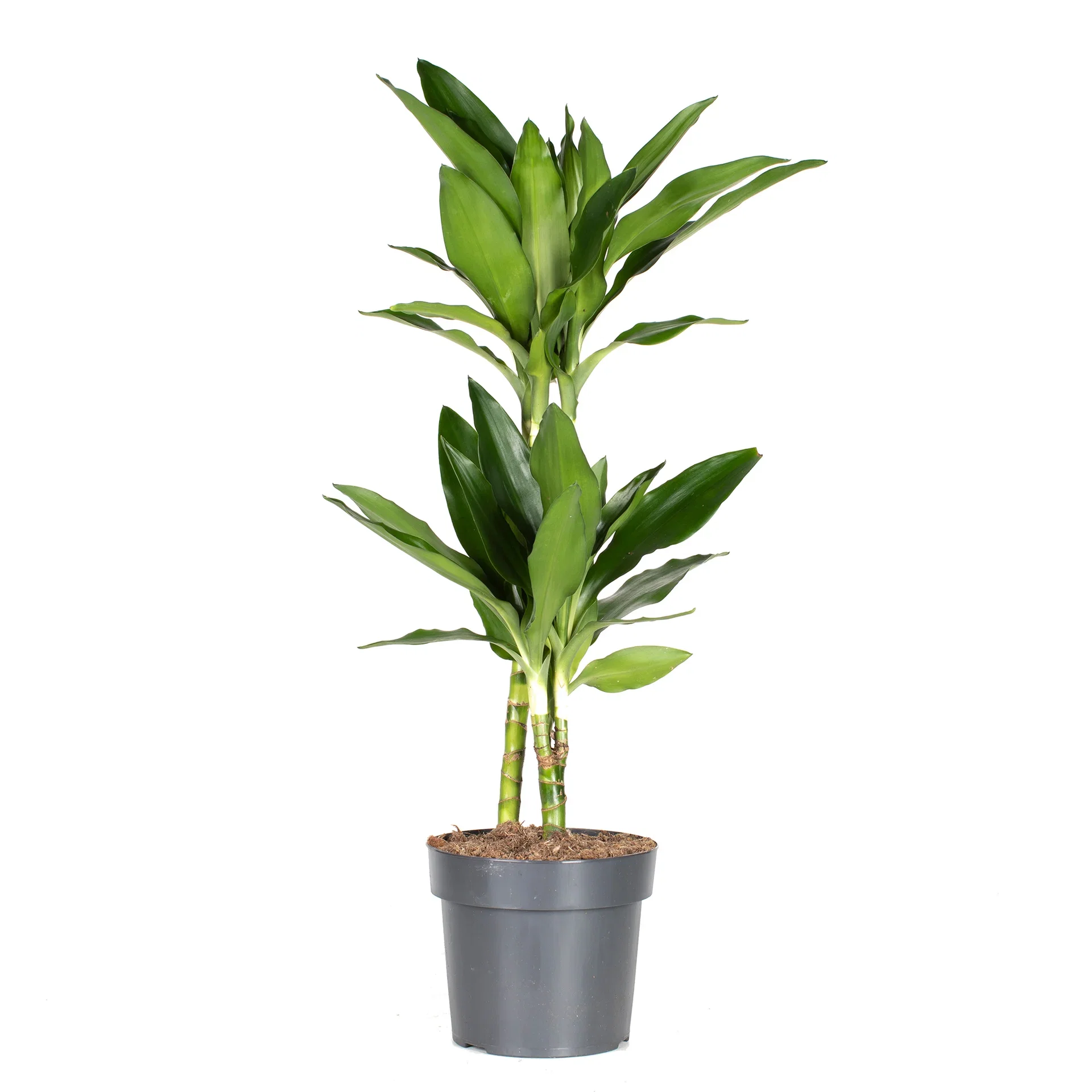 Dracaena fragrans (Deremensis-Group) 'Janet Lind' Dragetre 'Janet Lind' Høyde 65 cm