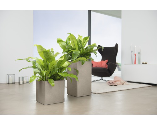 Lechuza Canto Stone plantenbak 40 x 40 x H 40 cm beige incl. zelfbewateringssysteem, plantenbak, substraat en waterniveau-indicator