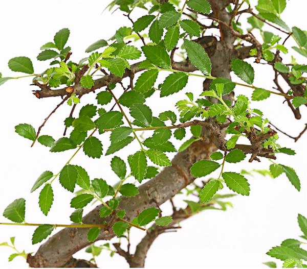 Bonsai Chinesische Ulme - Ulmus parviflora
