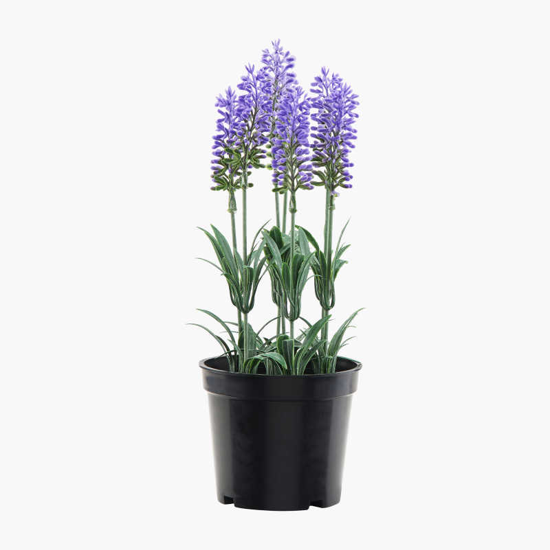 LAVENDEL