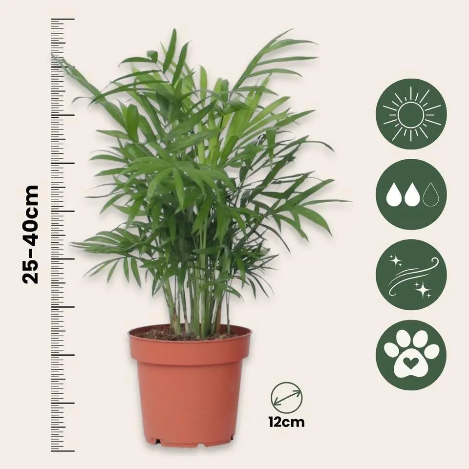 Kleine kamerpalmen - Set van 2 - Dypsis, Chamaedorea - Hoogte 25-40cm - ⌀12cm