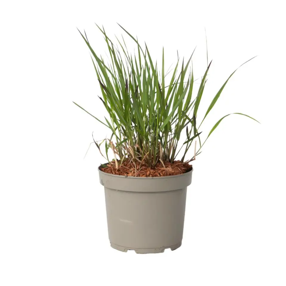Vingergras - Panicum Virgatum 'Squaw' - Hoogte 40-60cm - ⌀23cm