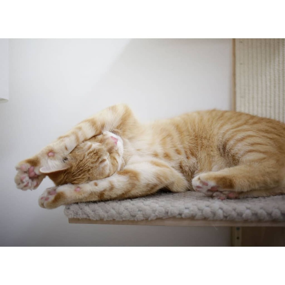 Arbre à chat timber wall 150 cm naturel et taupe