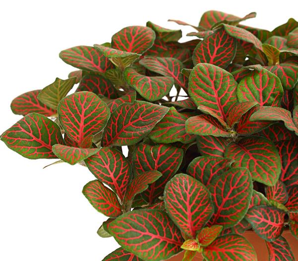 Mosaikpflanze - Fittonia verschaffeltii,