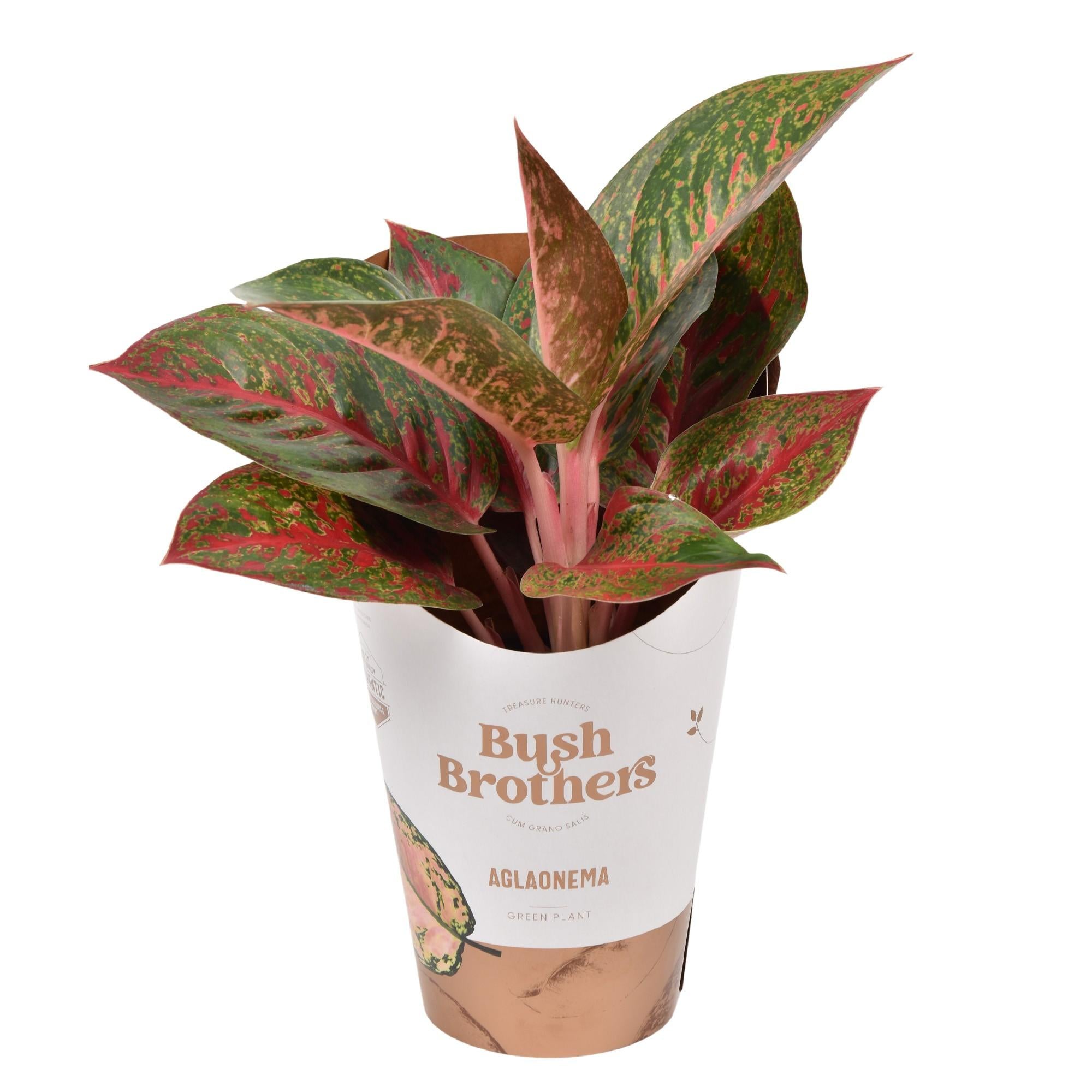 Plante d'intérieur - aglaonema 'dark star' 35.0cm