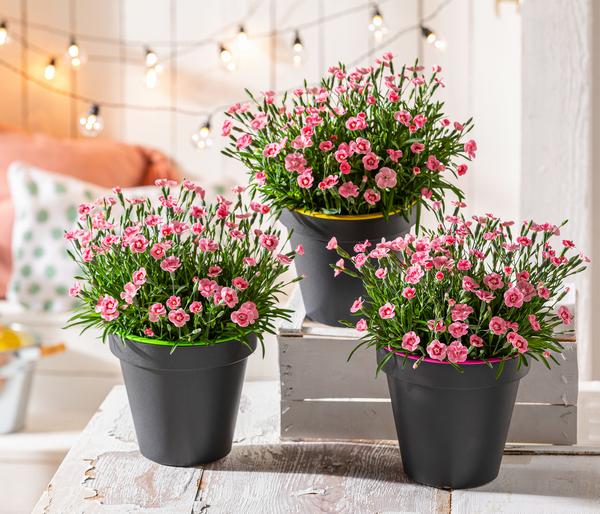 Garten-Nelke 'Peach Party'